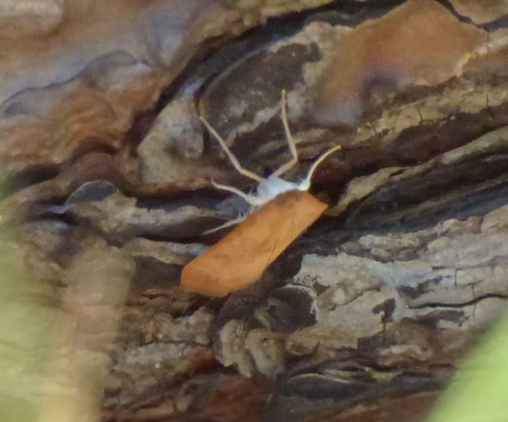 Identificazione falena - Udea sp., Crambidae
